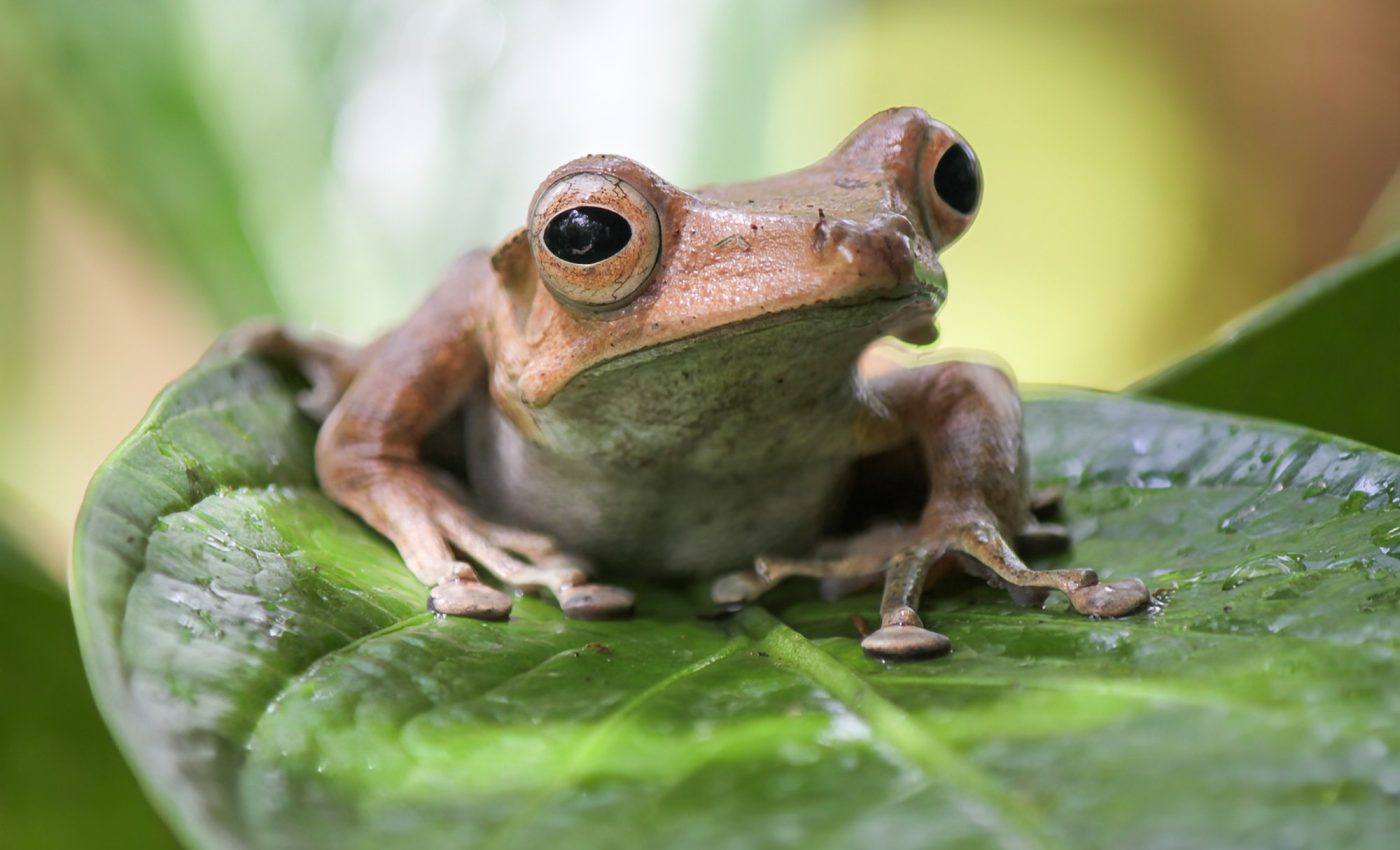 We know far less about four-footed animals than expected