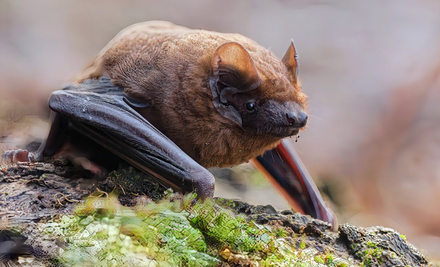 Bats can ramp up their heart rate to 900 beats per minute