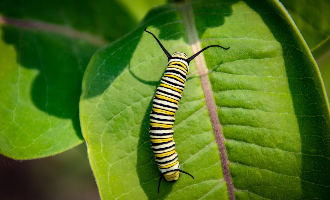 Caterpillars inherit food preferences through their blood 