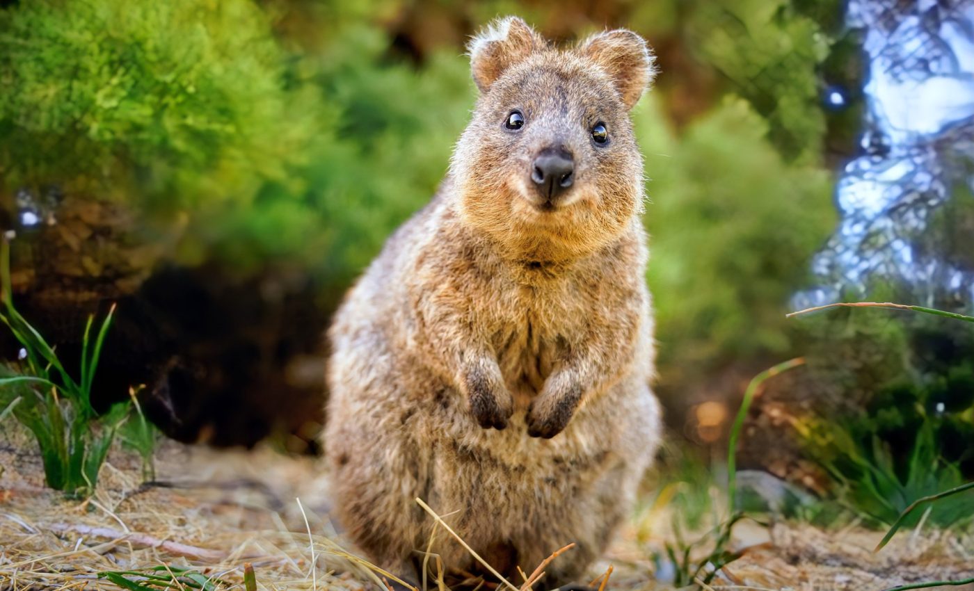 Marsupials are key to healthy ecosystems in Australia