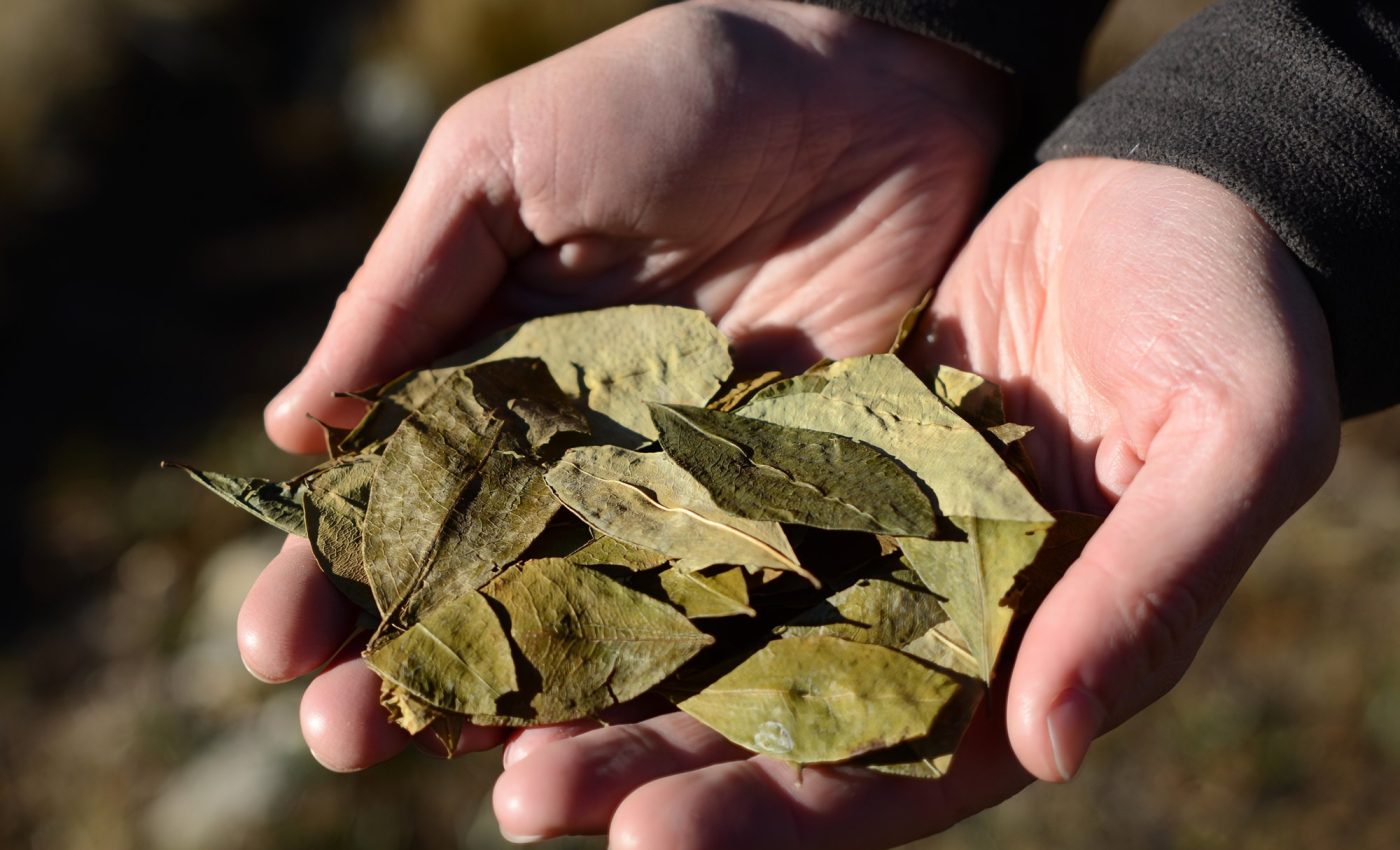 Wild coca plants are hard to distinguish from those used for cocaine