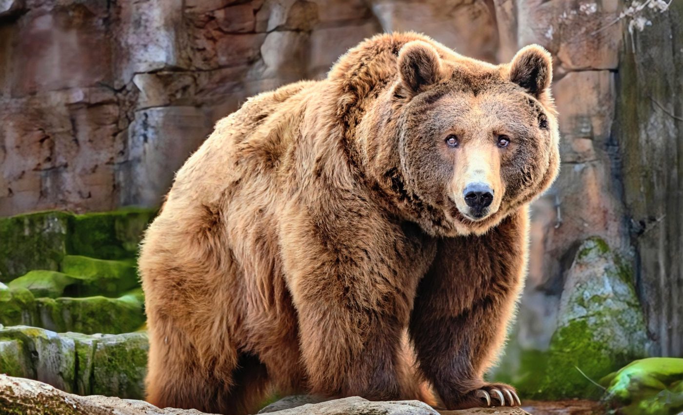 Bigger animals do not always have bigger brains