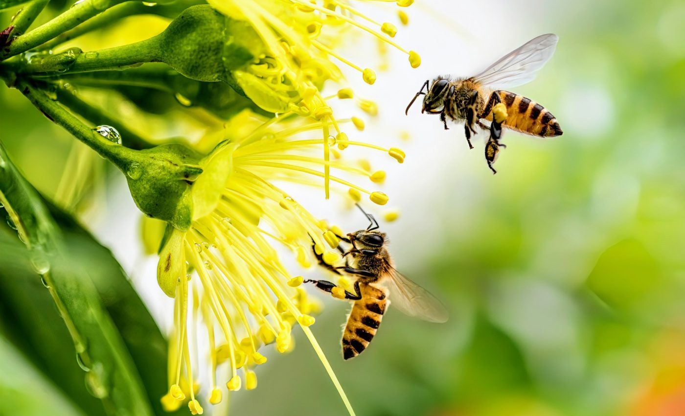 Beneficial insects are severely impacted by air pollution