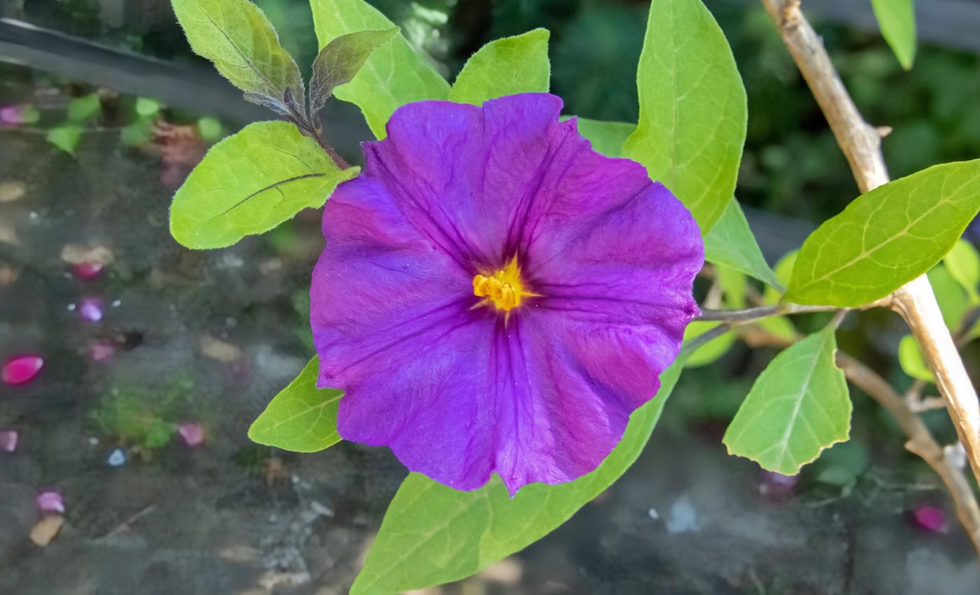 Plant pandemic looms as pathogens move from wild plants to crops