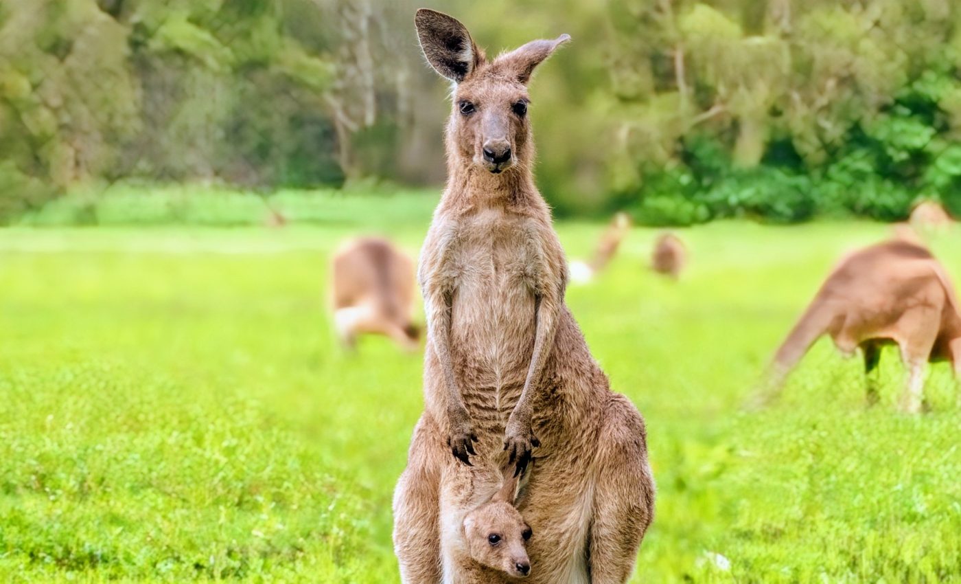 Giant kangaroos of the past didn't hop - they walked on all fours