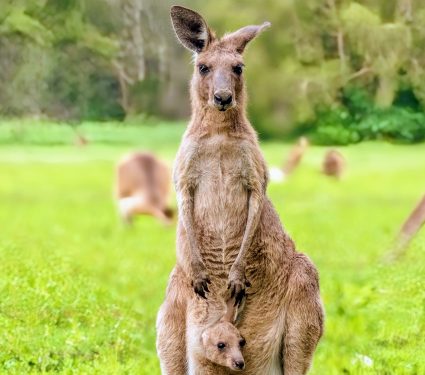 2024/07/Giant-kangaroos.jpg
