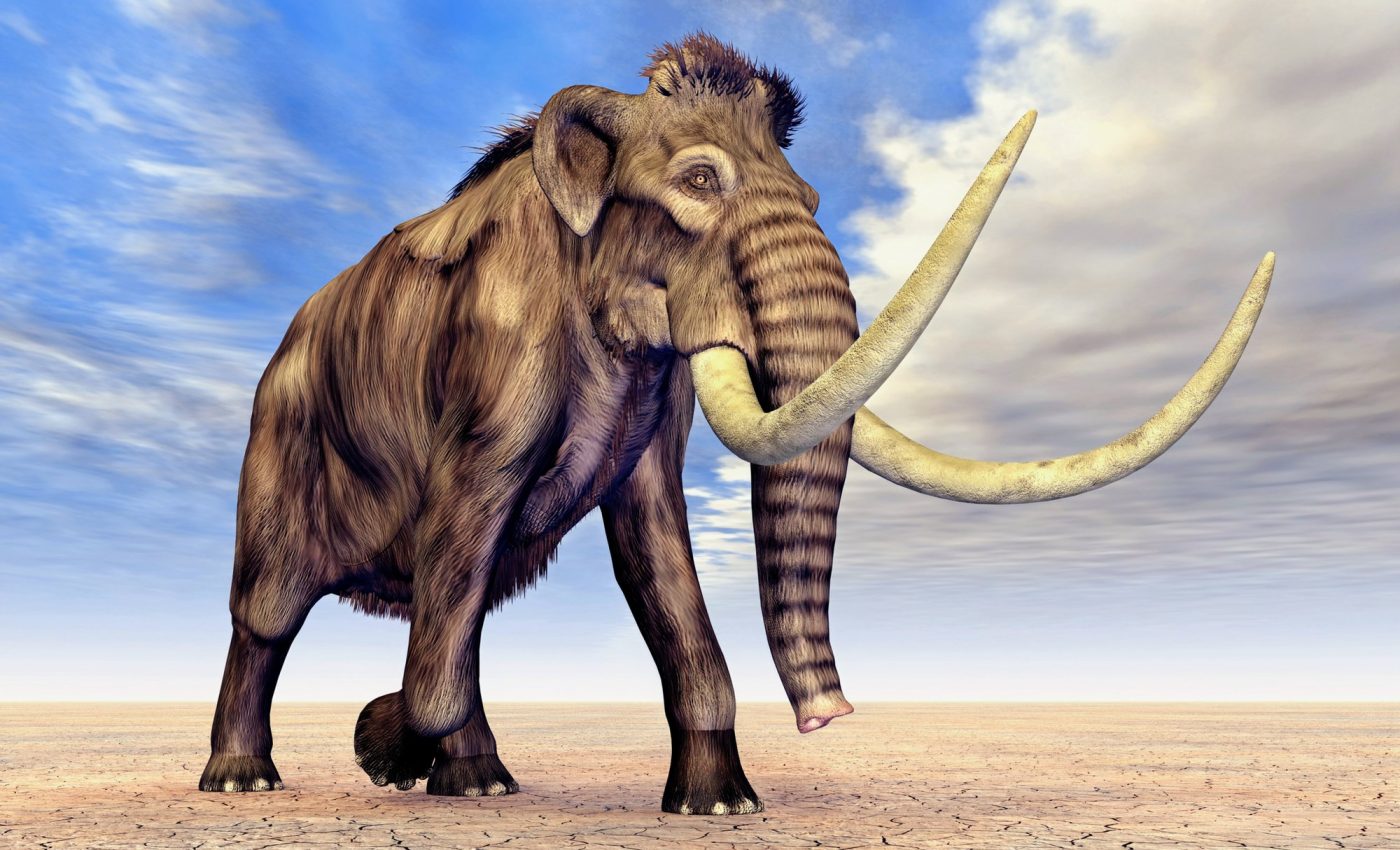 Mammoth remains found in deadly quicksand trap