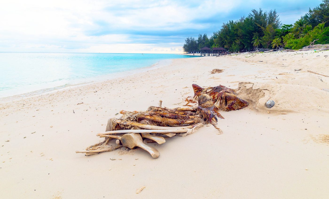 Sustainable benefits of whale remains and their proper disposal