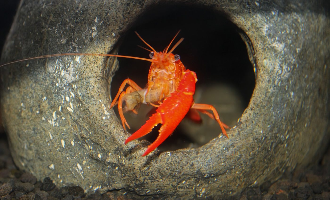 Bright coloration in crayfish does not serve an evolutionary purpose