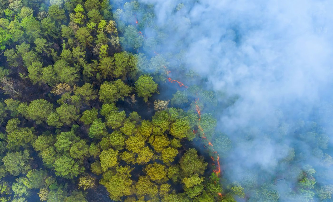 Wildfire smoke: An unexpected ally in forest regeneration