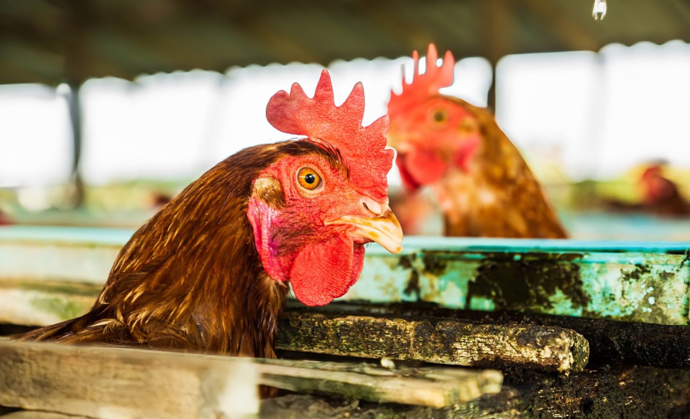 Intensive farming raises pandemic risks