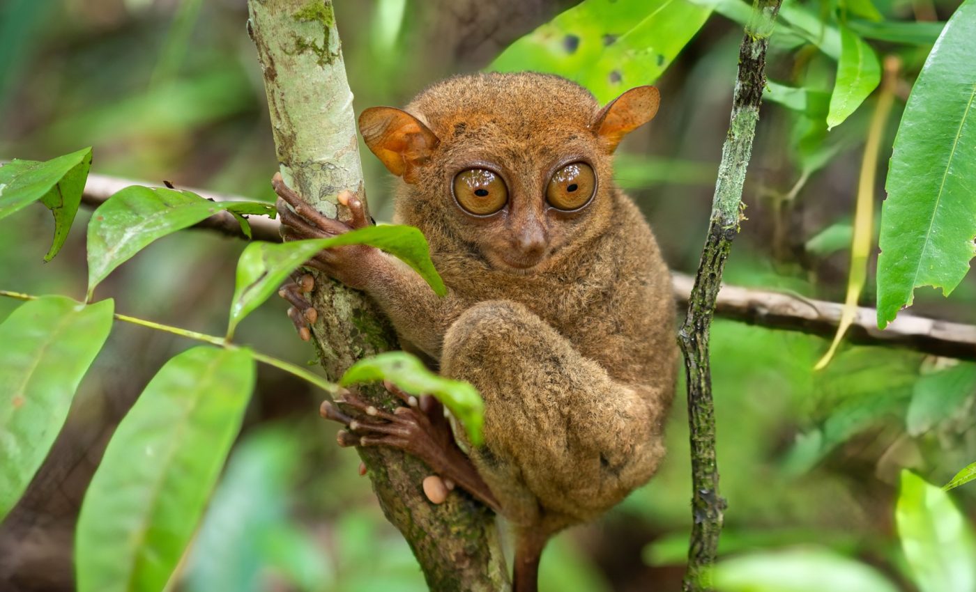 How mammals have evolved over 66 million years