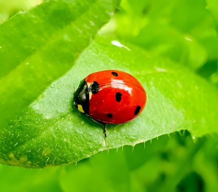 2024/07/Ladybug-garden.jpg