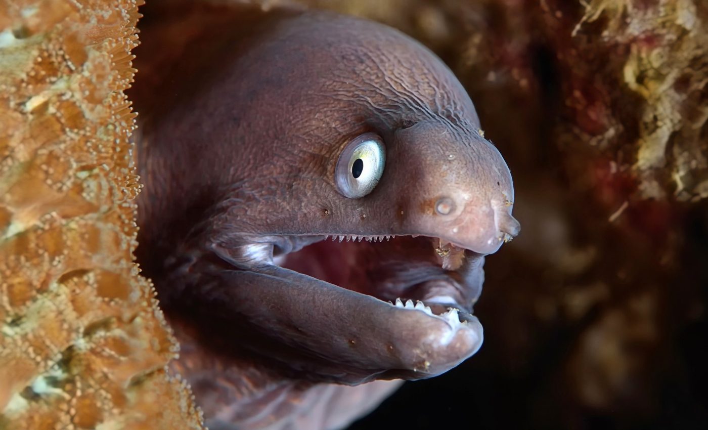 Electric eels inspire wearable tech with 'jelly batteries'