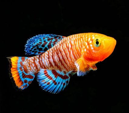 2024/07/Killifish-reproduce-.jpg