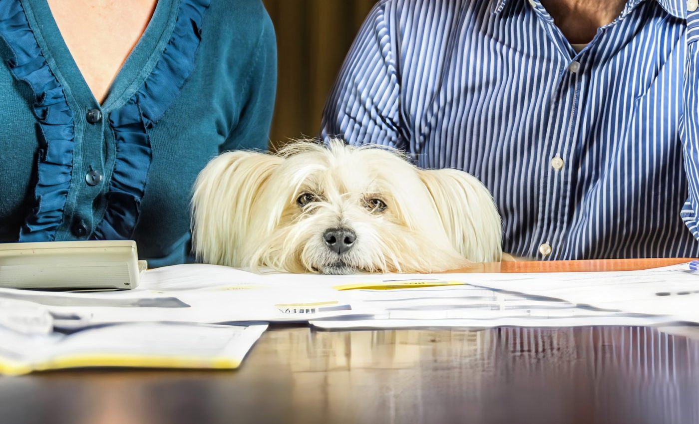 Dogs can smell human stress and it makes them feel gloomy