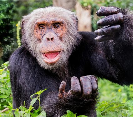 2024/07/Chimpanzee-gestures.jpg