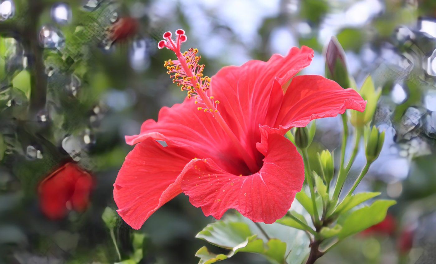 Small climate changes have drastic effects on tropical plants