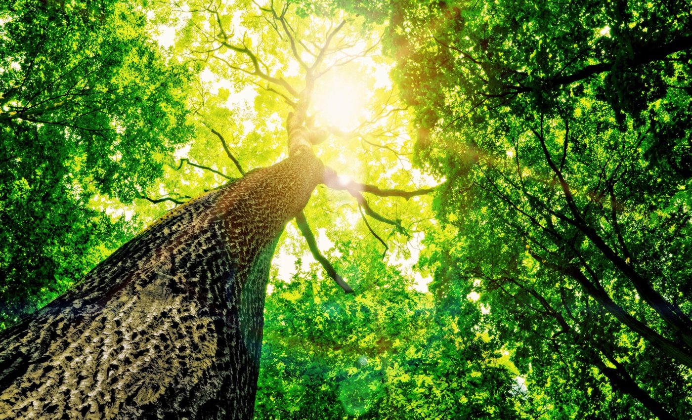 Trees are 'relocating' in a race against global warming