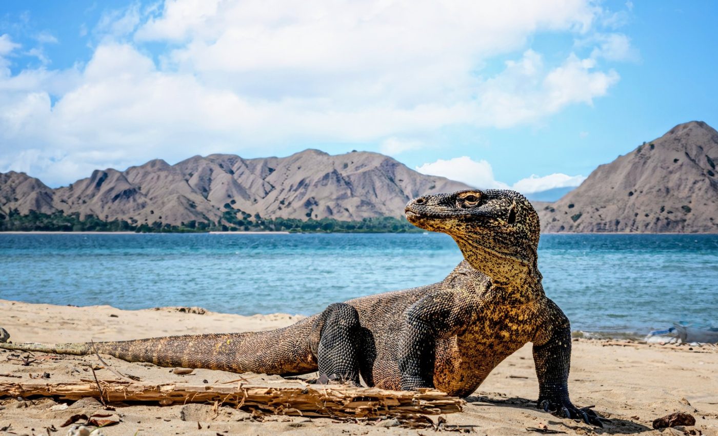 Komodo dragons have iron-tipped teeth to rip apart flesh