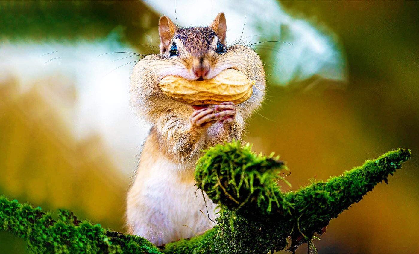 Where mammals live depends more on climate than human activities