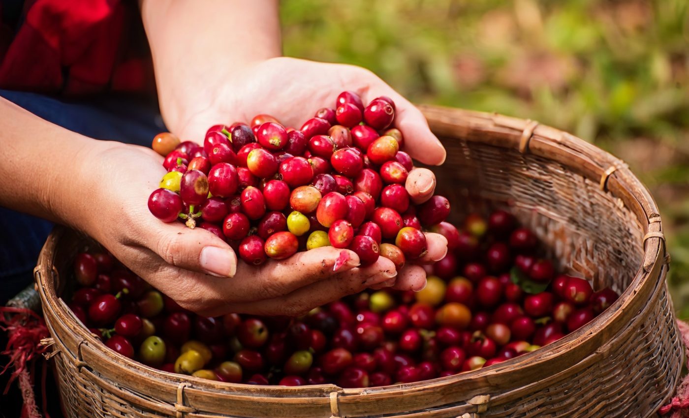 Robusta coffee could save our morning brew from climate change