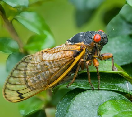 2024/07/Cicada-antibacterial.jpg