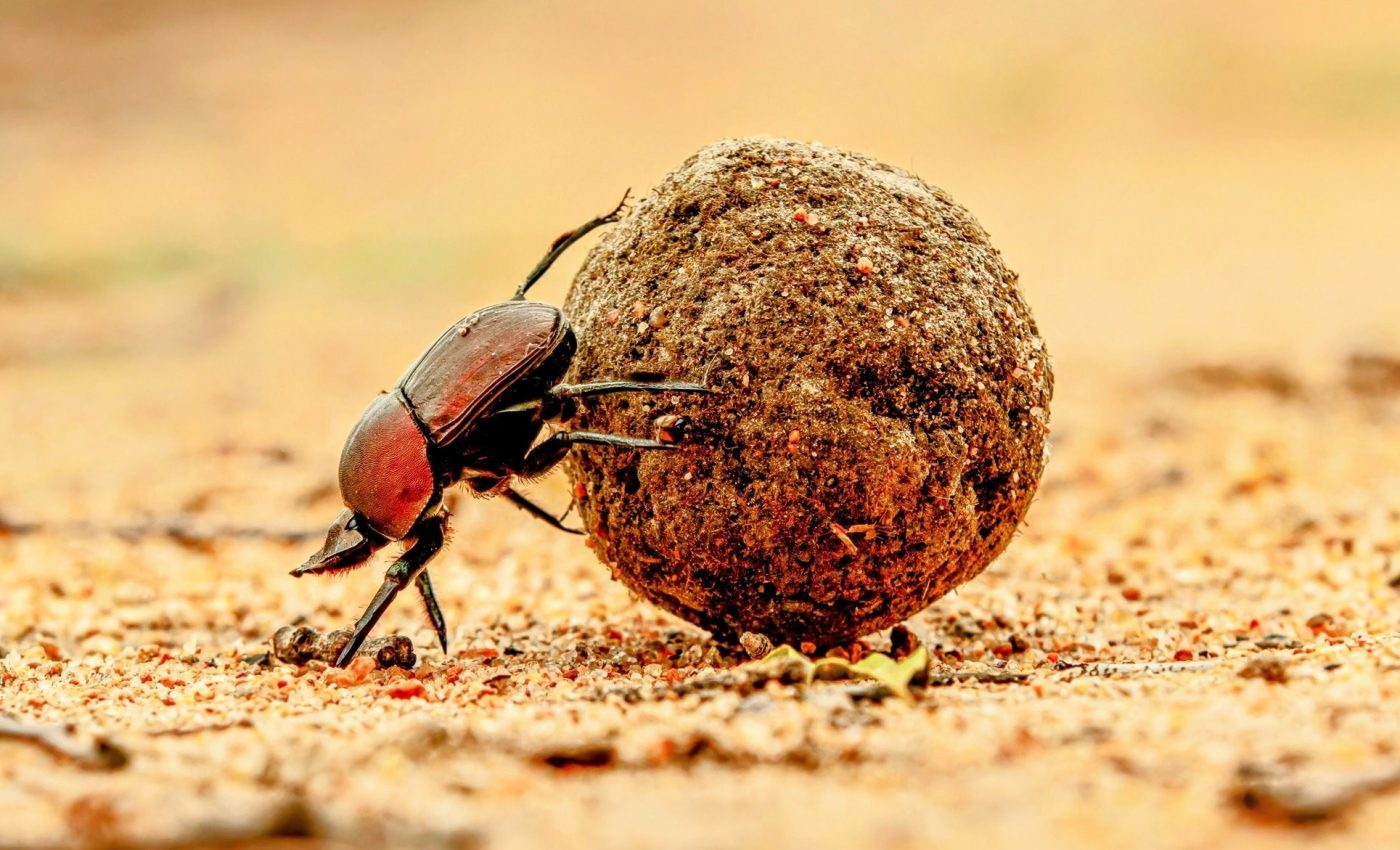 Elephant dung feeds over 2 million beetles daily