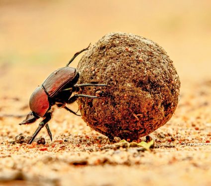 2024/07/Dung-beetles2.jpg