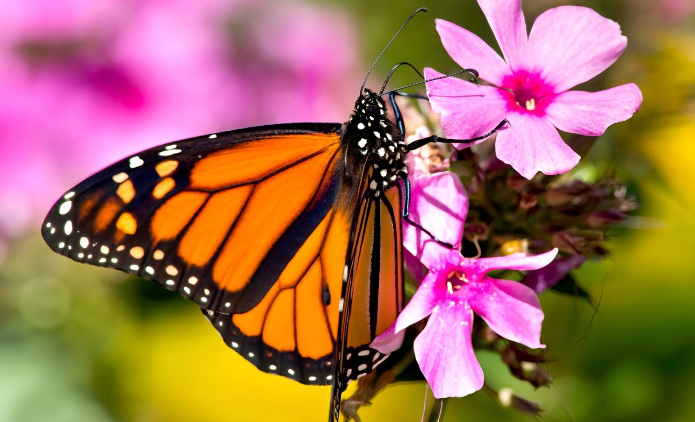 Monarch butterflies shift to winter breeding for survival