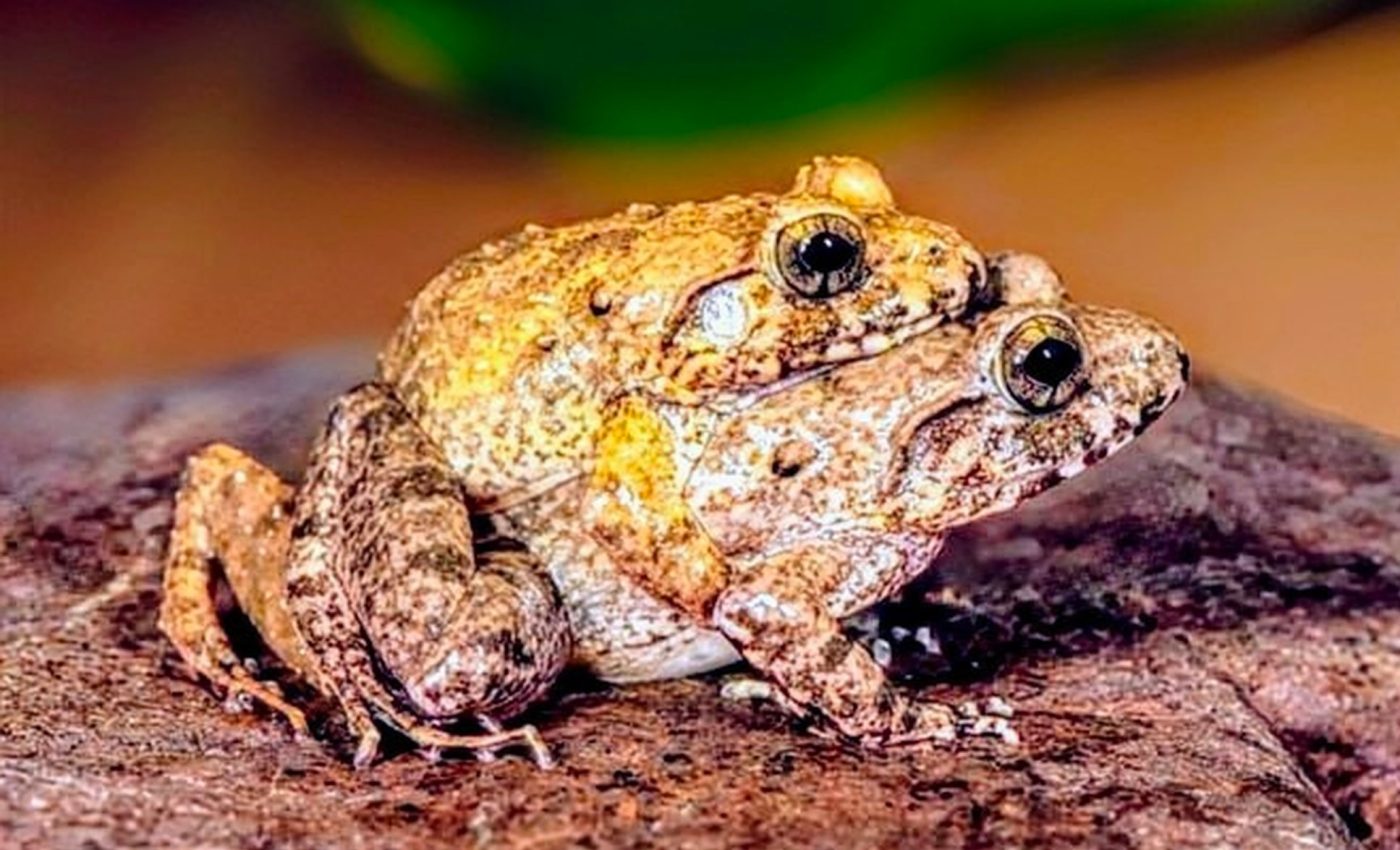 Darwin’s frogs are breeding in highly unusual places