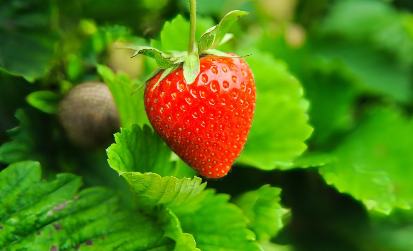 Shellfish waste can be used for fresher, safer produce