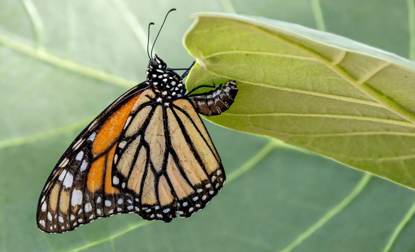 Milkweed gardens are needed to save monarch butterflies