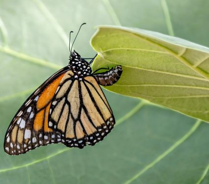 2024/07/Monarch-milkweed.jpg