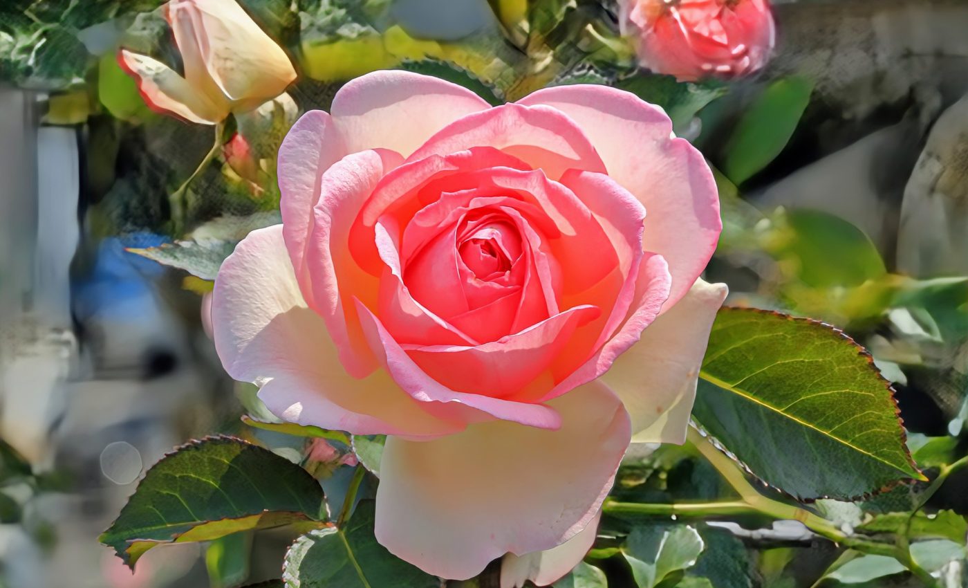 How and why roses evolved to have such harsh thorns and prickles