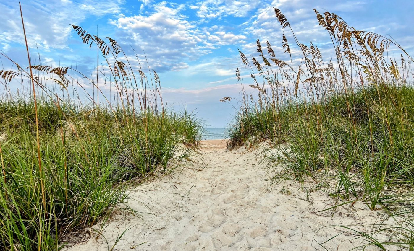 Coastal plants endangered by plastic pollution and flooding