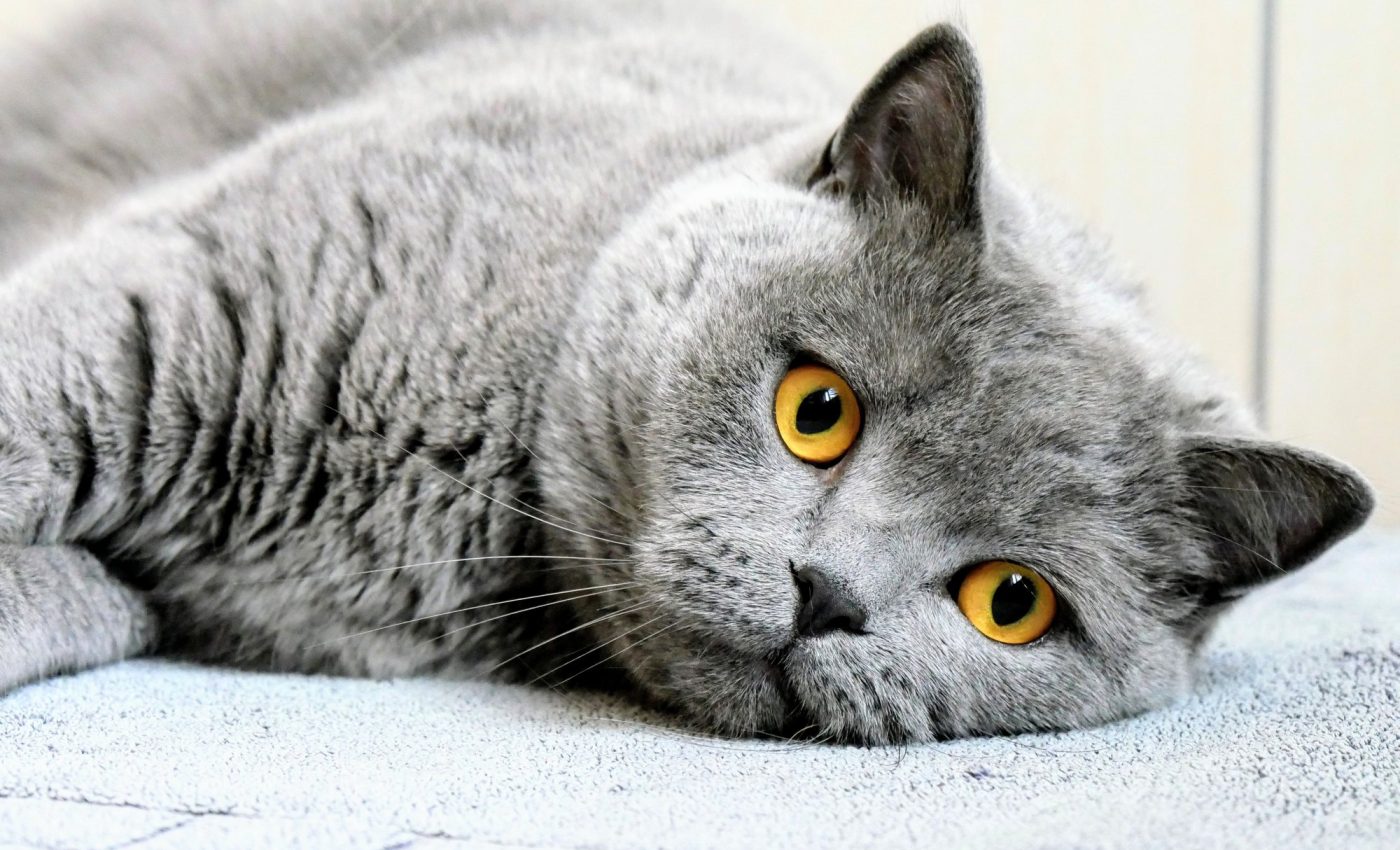 Cats mourn the loss of other pets, similar to human grief