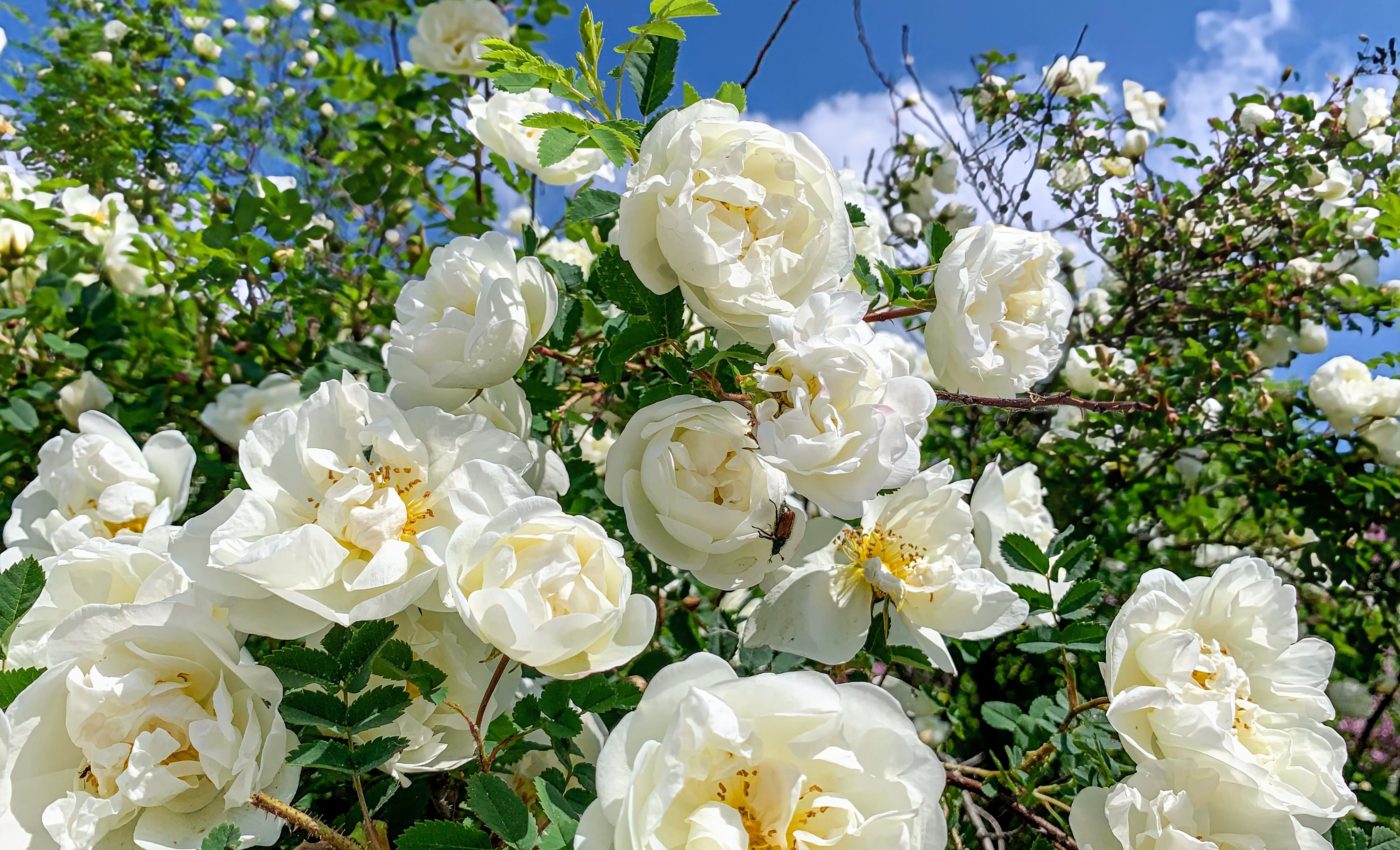 How do plants grow more branches and become bushy?