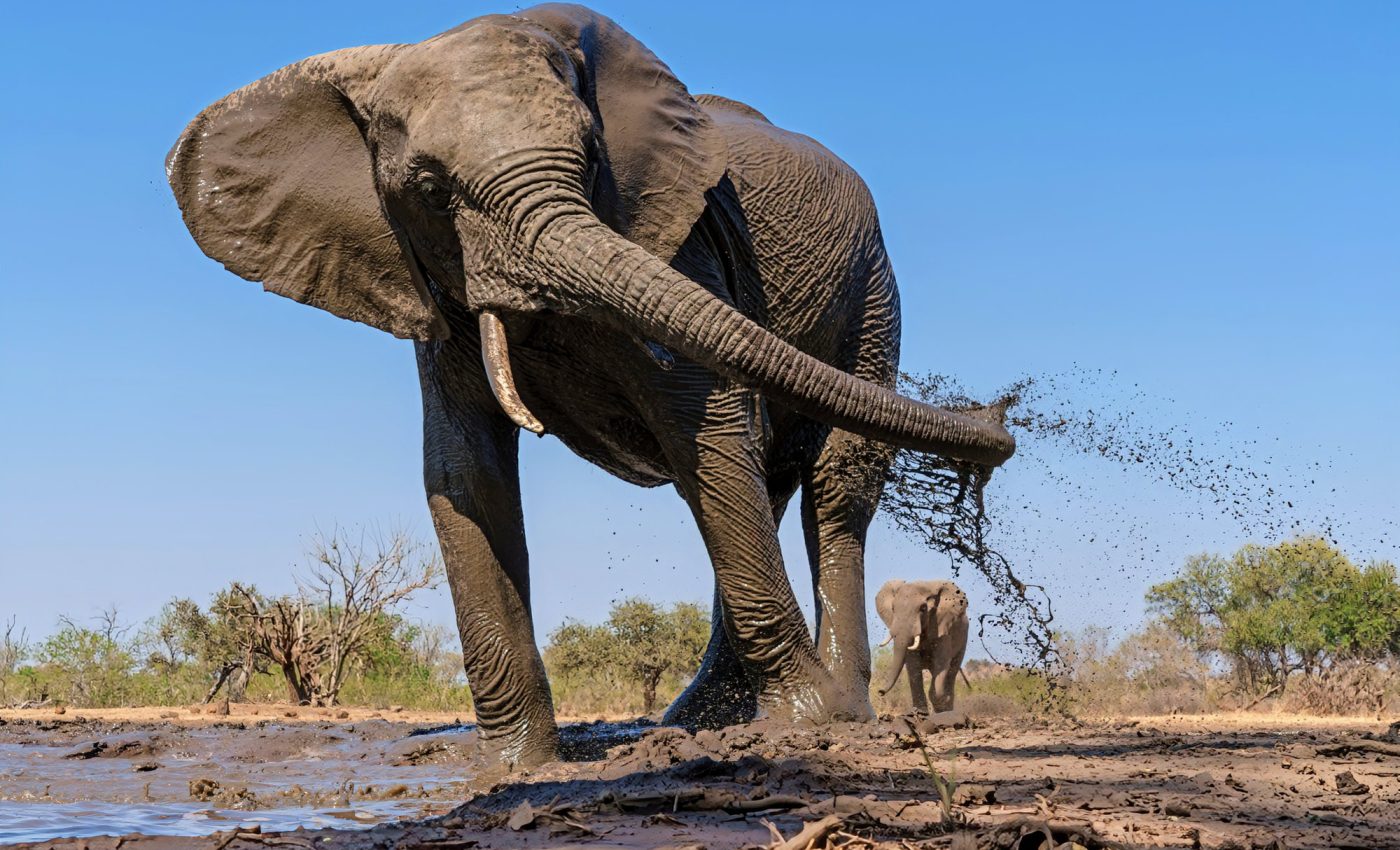 Elephant movement is influenced by habitat suitability 