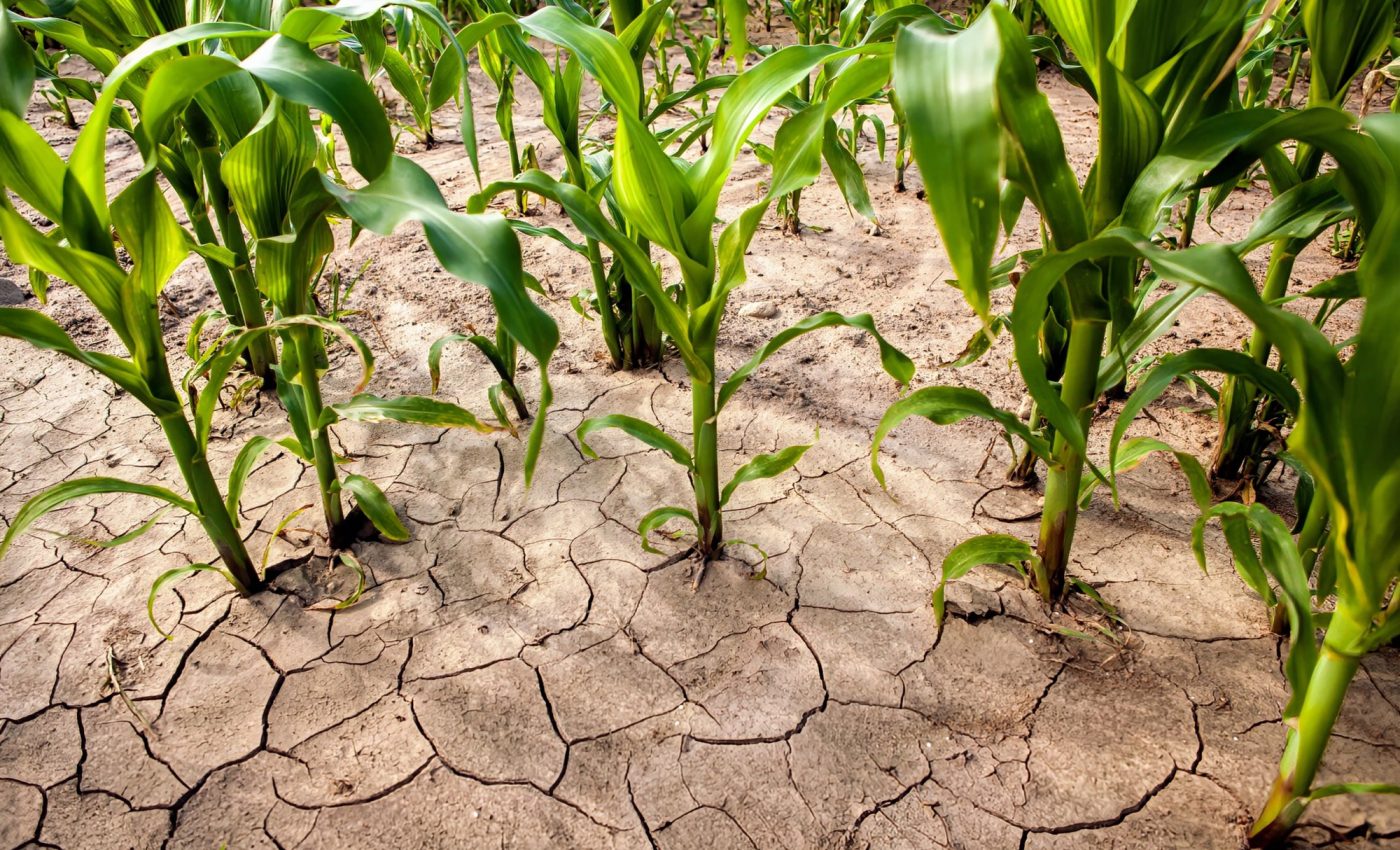 How do plants make life-and-death decisions?