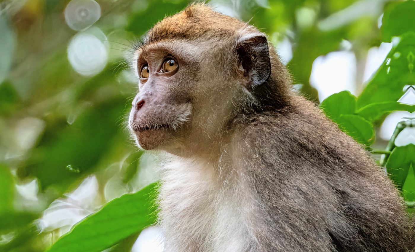 Some primates must prioritize survival over long-term health
