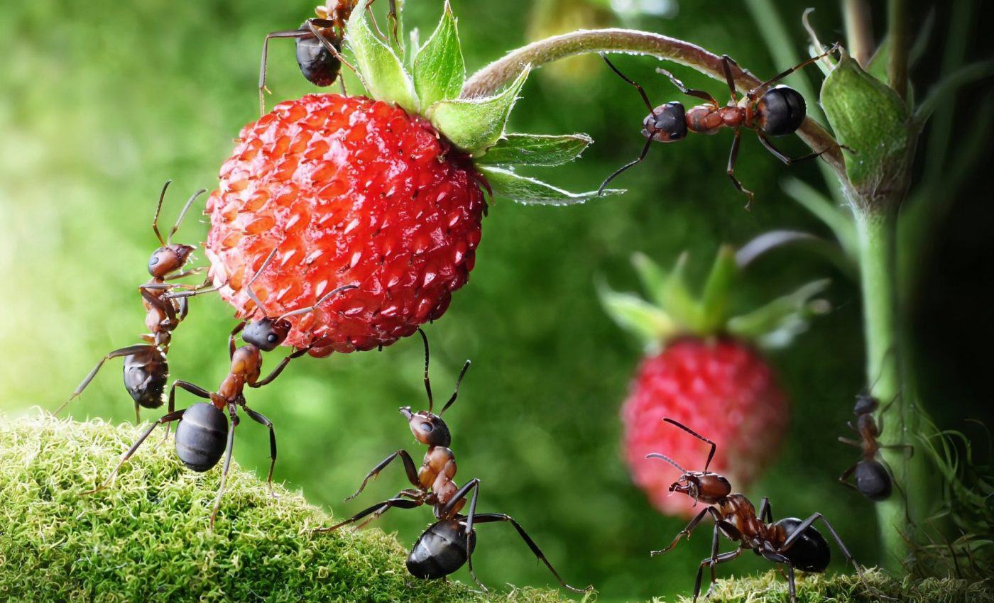 Insects play a much bigger role in seed dispersal than we thought