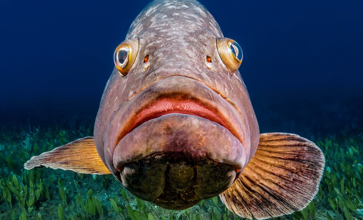 Frightened fish are fleeing from their spawning sites