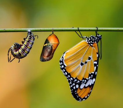 2024/08/Butterfly-metamorphosis.jpg