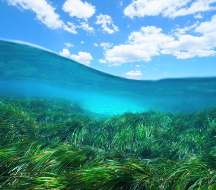 2024/08/Seagrass-meadows-pathogens.jpg