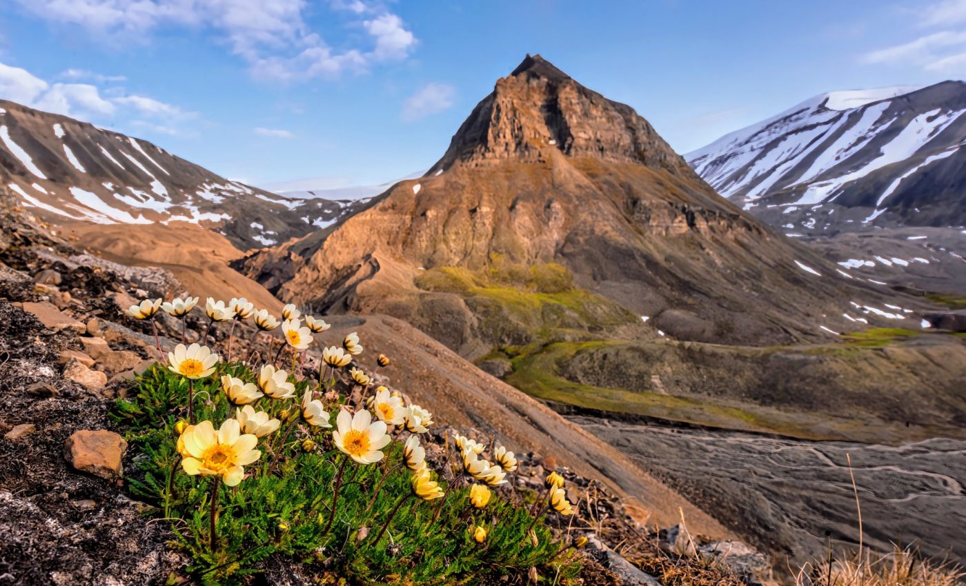How will changing tundra landscapes affect Earth's climate?