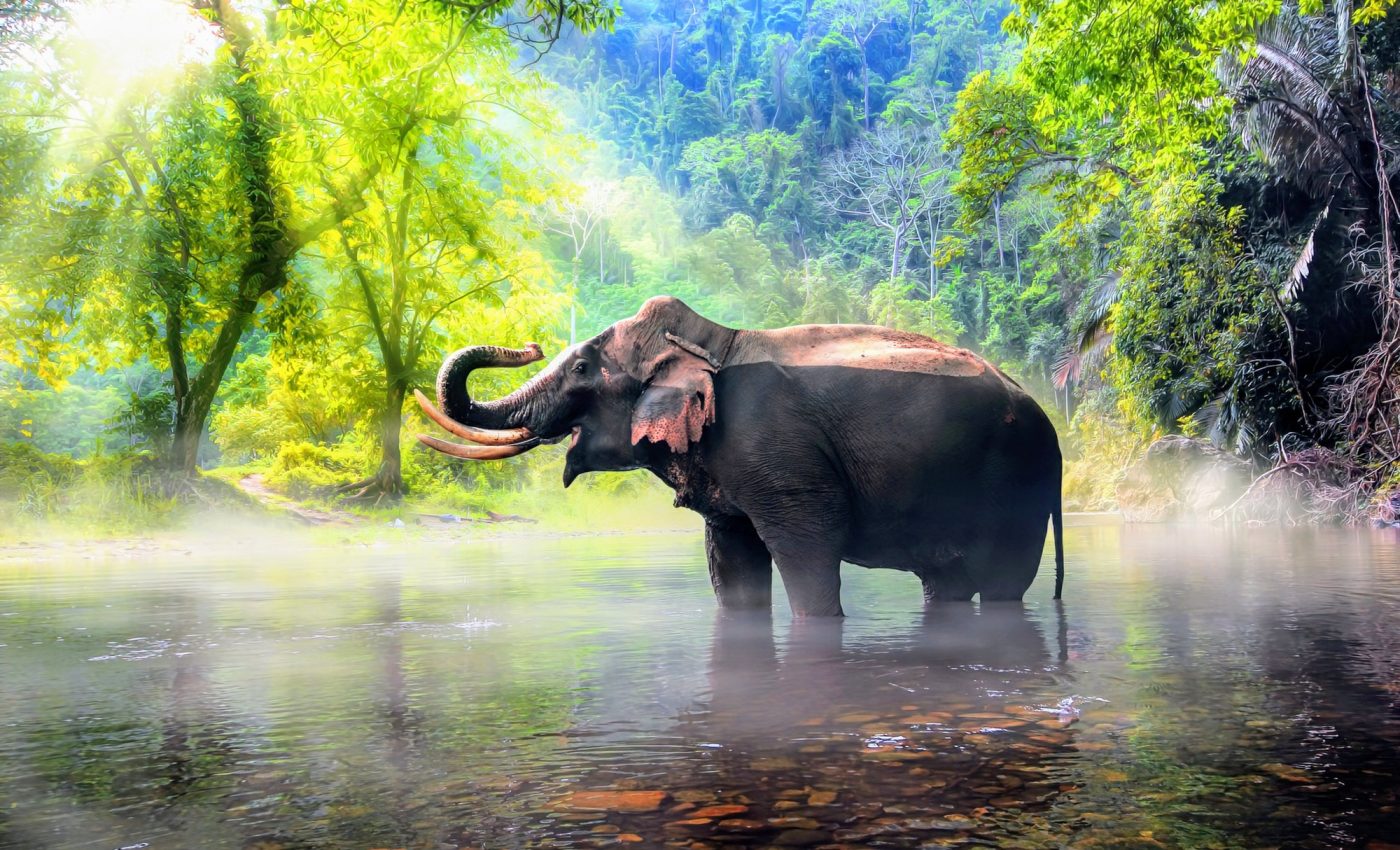World Elephant Day 2024: Saving the gentle giants