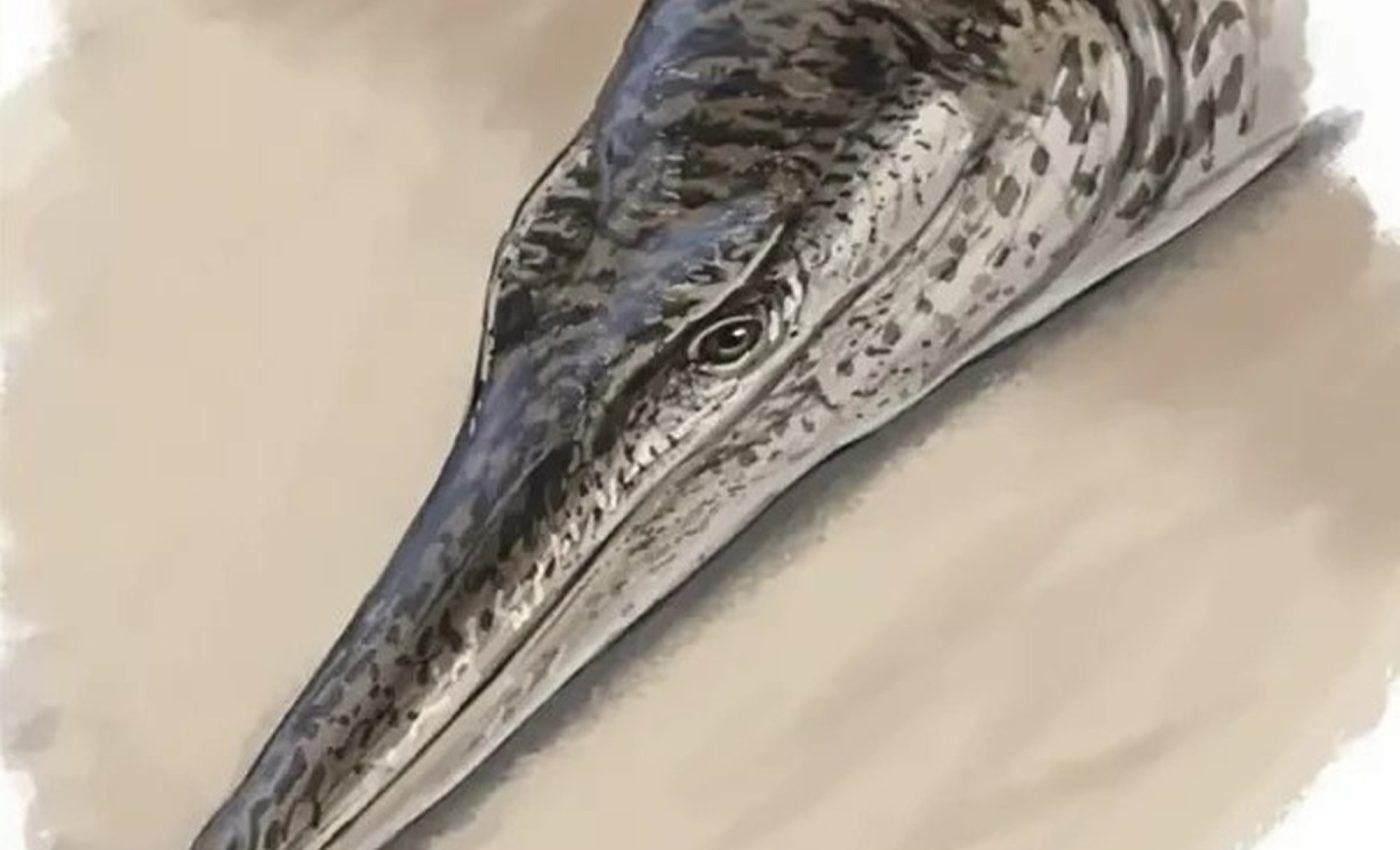 Ancient crocodile had dolphin-like flippers and smooth skin