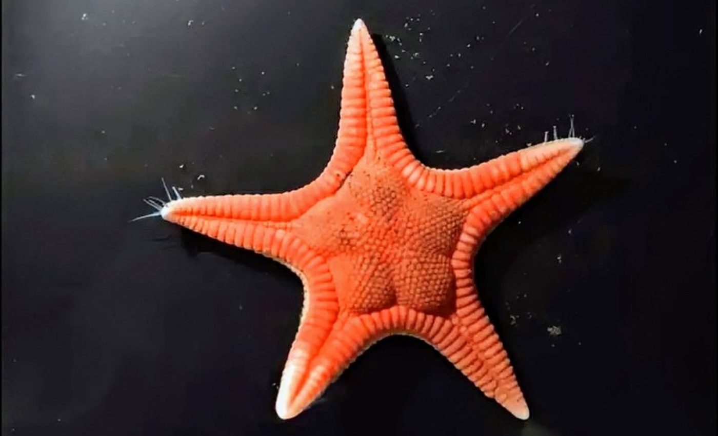 New starfish species discovered in Japan