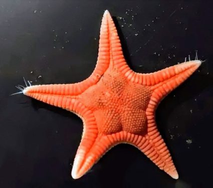 2024/08/Starfish-species.jpg